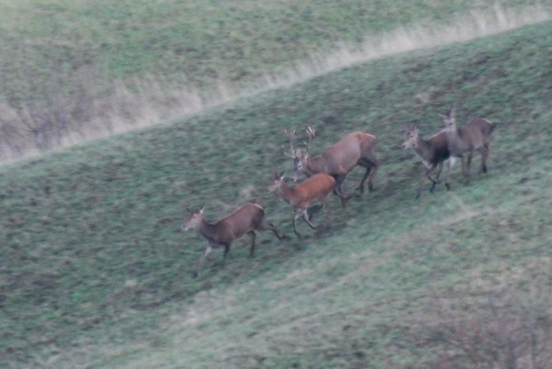 PASSIONE PER IL CERVO